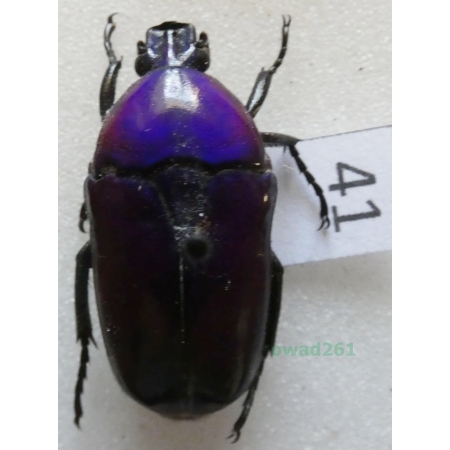 Chlorocala africana oertzeni Kolbe, 1895 ex. ovo Tanzania41